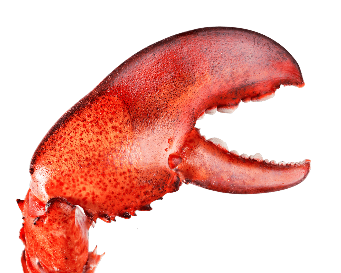 Pince de homard